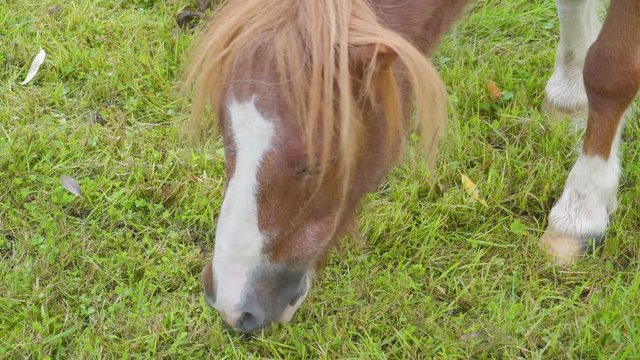 20782_The_closer_look_of_the_brown_pony_munching_grass.mov