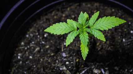 Young marijuana plant up close