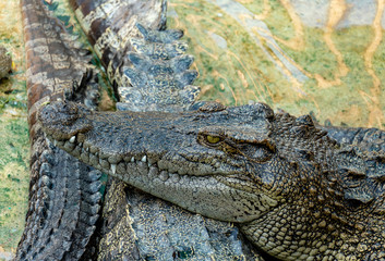 Crocodile in the farm
