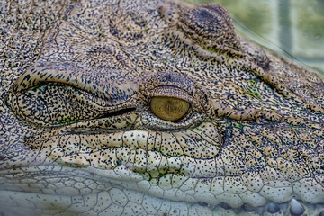 Crocodile in the farm