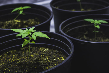 Young marijuana plants in grow tent up close © S.Price