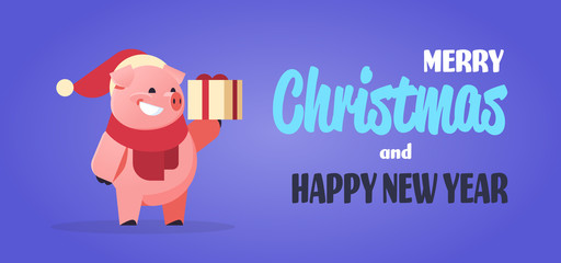 cute pig symbol of 2019 chinese new year holding gift box present merry christmas holiday concept horizontal flat vector illustration