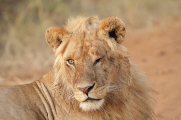 Naklejka na ściany i meble Jeune lion mâle dans le Masaï Mara au Kenya