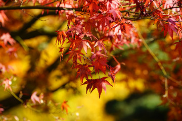 Japanischer Garten im Herbst