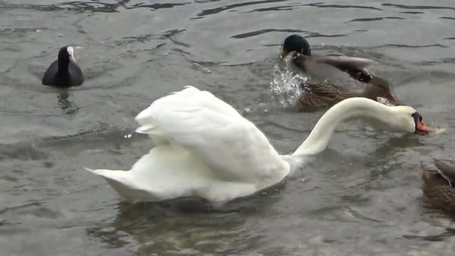Лебедь и утки на воде едят хлеб