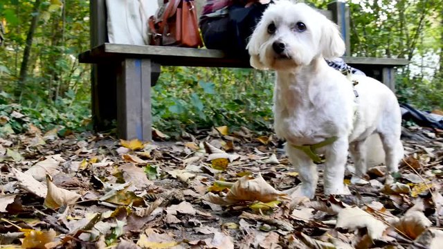 In a park, a small white dog is waiting on a leash next to its owner who is sitting on a bench. It is a tulear cotton breed dog. Filmed during the fall.