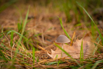Buscando setas en Otoño