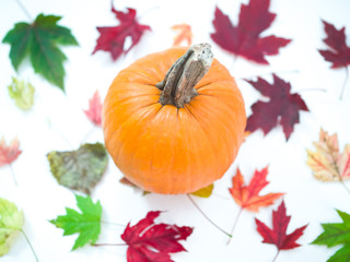 Beautiful photograph looking down on the top of a small pumpkin isolated on colorful red, green, and yellow maple leaves making a fun fall, autumn, Thanksgiving, Halloween, or holiday background.