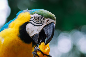 Fases del Crecimiento