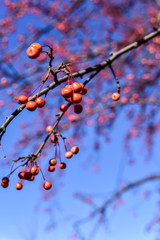 red berries on the tree on an Autumn day