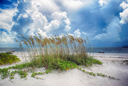 Sea Oats On a Summer Day