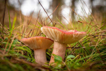 Buscando setas en Otoño