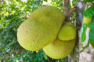 jackfruit on tree. tropical fruit agriculture concept.