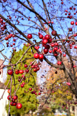 red berries on the tree on an Autumn day