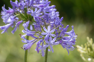 A beautiful exotic flower.