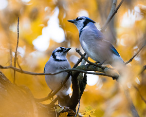 Backyard Birding