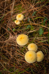 Buscando setas en Otoño