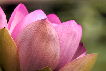 Lotus, Lotusblume, Lotusblüte, pink, Blume, Blüte, Wasserpflanze, 