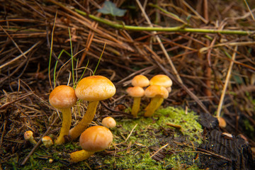 Buscando setas en Otoño