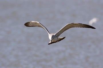 Heuglin's gull.  Conservation status  Least Concern (IUCN 3.1) Scientific classification e Kingdom:	Animalia Phylum:	Chordata Class:	Aves Order:	Charadriiformes Family:	