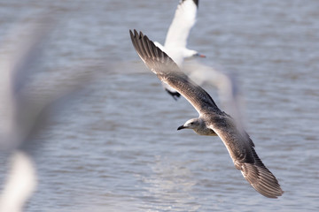 Heuglin's gull.  Conservation status  Least Concern (IUCN 3.1) Scientific classification e Kingdom:	Animalia Phylum:	Chordata Class:	Aves Order:	Charadriiformes Family:	