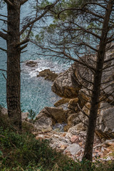 Fototapeta na wymiar Tall pine trees on the coast