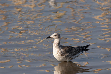 Heuglin's gull.  Conservation status  Least Concern (IUCN 3.1) Scientific classification e Kingdom:	Animalia Phylum:	Chordata Class:	Aves Order:	Charadriiformes Family:	
