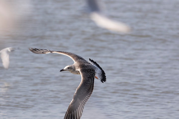 Heuglin's gull.  Conservation status  Least Concern (IUCN 3.1) Scientific classification e Kingdom:	Animalia Phylum:	Chordata Class:	Aves Order:	Charadriiformes Family:	