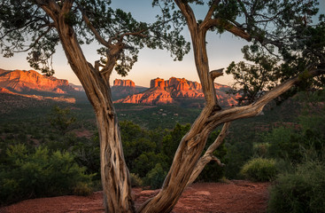 Cathedral Rock at Sunset Viewed Through Cedar Tree