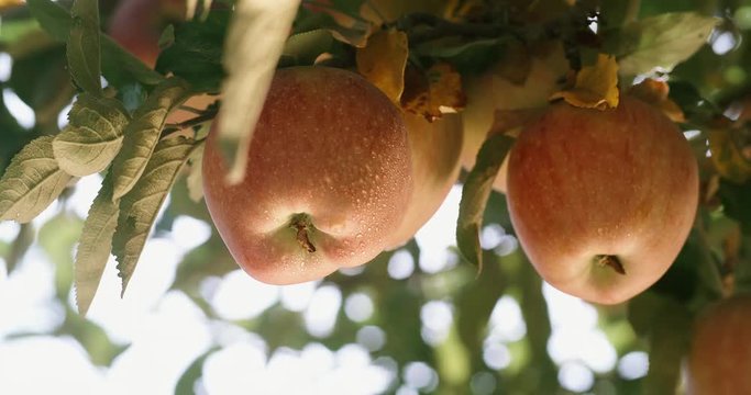 Bunches of tempting succulent red apples hanging on branches of trees with water drops on them in summer or autumn garden in sunset closeup 4k