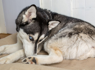 portrait of siberian husky dog