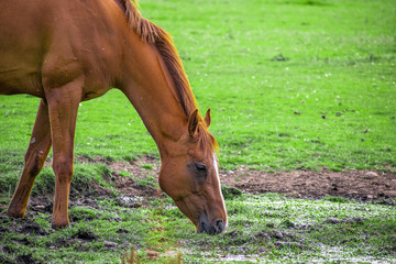 Fototapeta premium Closeup Side view of Beautiful golden brown horse eating grass and drinking water in meadow and green field in summertime alone