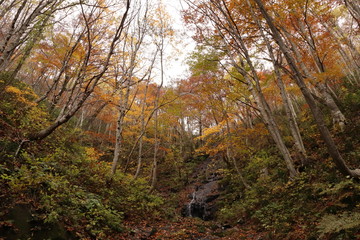 もみじ滝の紅葉