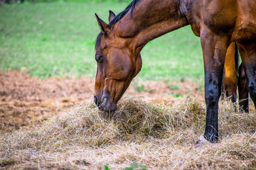 Fototapeta premium Side view of Beautiful brown horse eating grass and hay in meadow and green field in summertime alone