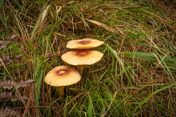 Buscando setas en Otoño