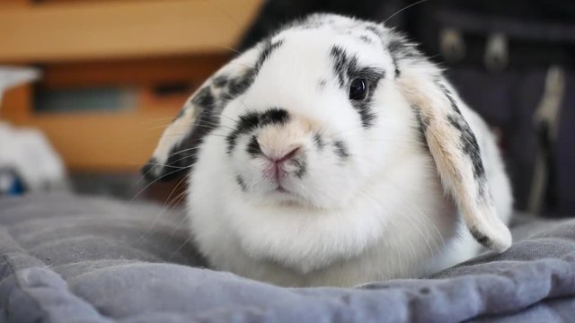 A small white domestic rabbit sits on a pillow. It's a ram rabbit, with falling ears. 