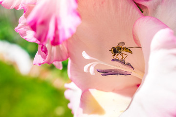 Closeup of big A bee on a Spring pink flower to make honey under the flower shadow