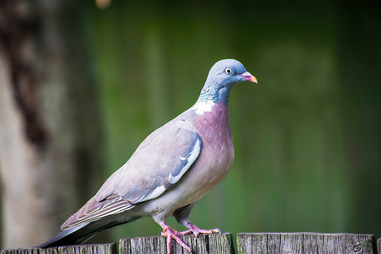 Closeup of beautiful Red collared dove standing on a wooden fence in early morning looking around