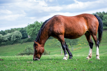 Fototapeta na wymiar Side view Closeup of Beautiful brown Horse grazing in a meadow and eating grass in a green field in springtime