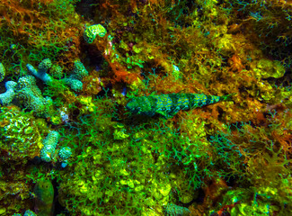 Sand Diver Fish in St. Thomas