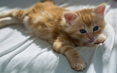 Fototapeta premium kitten on the bed