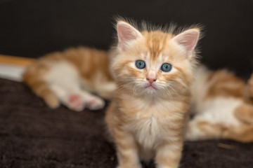 kitten on a dark background