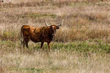 Wild Texas Longhorns at the Wichita Mountains Wildlife Refuge, located in southwestern Oklahoma