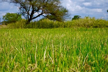 Fototapeta premium grown rice field