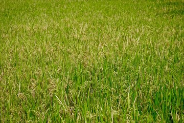grown rice field