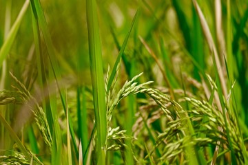 grown rice field