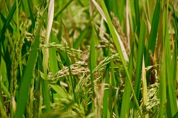 grown rice field