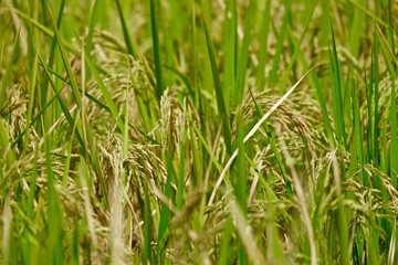grown rice field