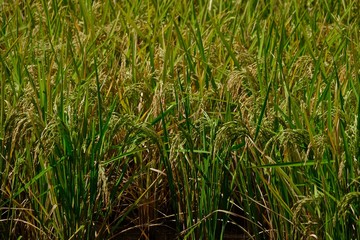 Obraz premium grown rice field