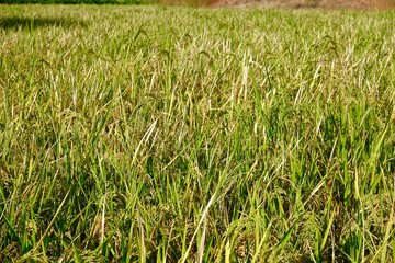 grown rice field